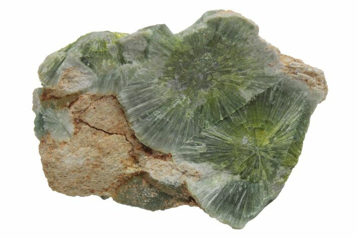 Radiating, Green Wavellite Crystal Aggregation - Arkansas #213279